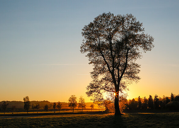 Abendstimmung im Ettiswilermoos
