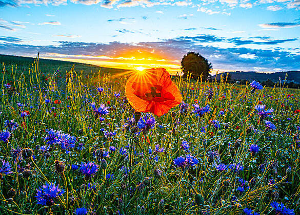 Sonnenuntergang über der herrlichen Blumenwiese!
