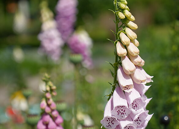 Eine Augenweide, die Lupinen