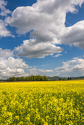 Leuchtendes Rapsfeld