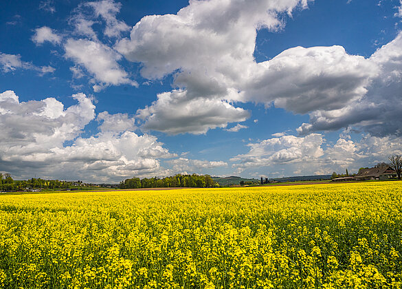 Leuchtendes Rapsfeld