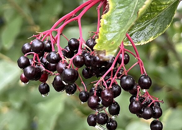 Reife Holunderbeeren nach dem wohltuenden Regen