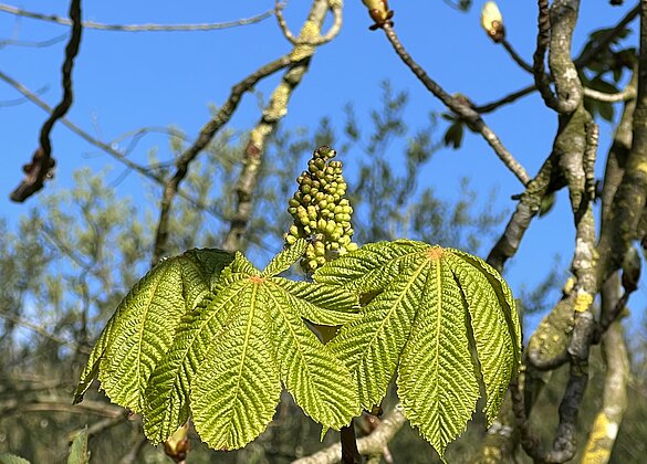 Bald öffnen sich die Blüten der Rosskastanie