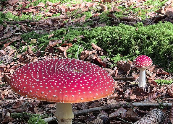 Fliegenpilze, immer ein hübscher Farbtupfer.