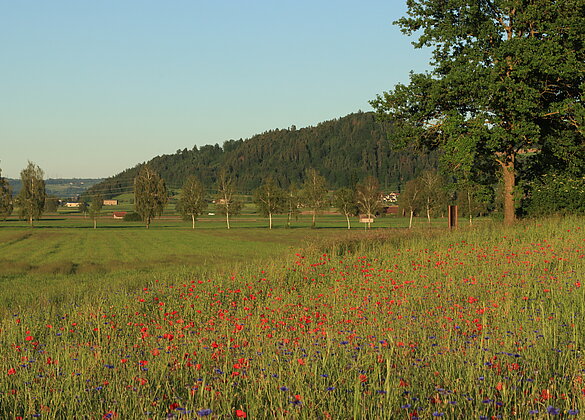 Sommerwiese - ein Hingucker