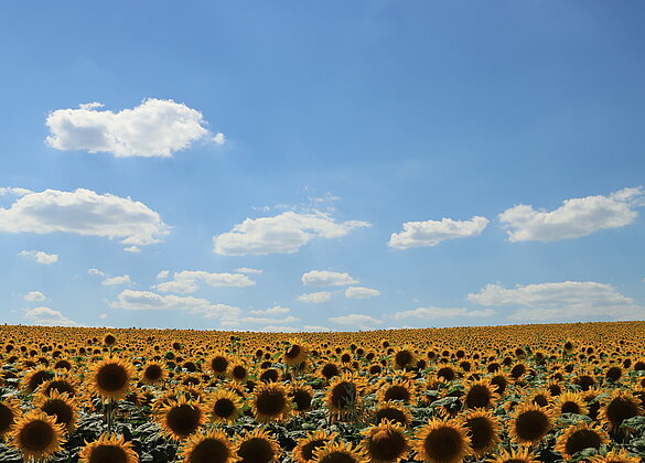Die Farben des Sommers
