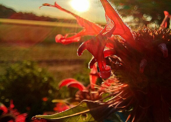 Goldmelissenblüte im letzten Sonnenlicht