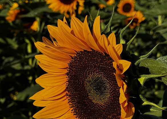 Sonnenblumen im Morgenlicht