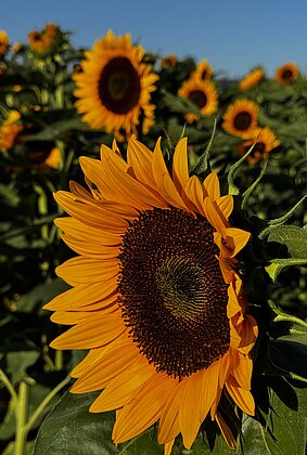 Sonnenblumen im Morgenlicht