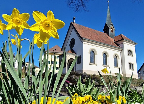 Zum Frühlingsbeginn strahlen die leuchtend gelben Narzissen.