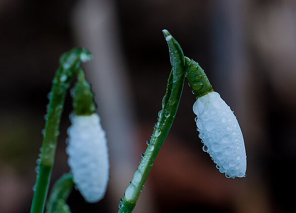 Schneeglöckchen mit Morgentau