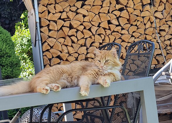 Kater Mauro im Garten am Chillen