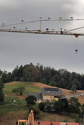 Vorne 22 Störche, hinten 10 Störche auf Kränen in Hofstatt
