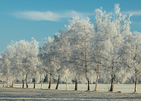 Mit Biecht beladene Birken