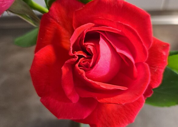 Blumen aus meinem Garten 
