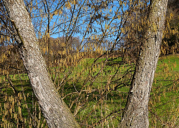Frühlingserwachen in der Wässermatte in Altbüron