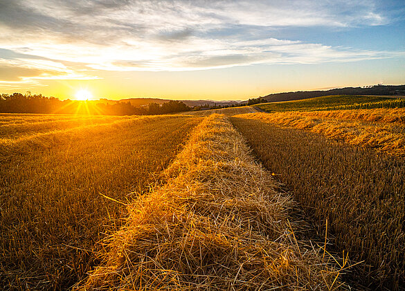 Sonnenuntergang über dem geernteten Dinkelfeld!