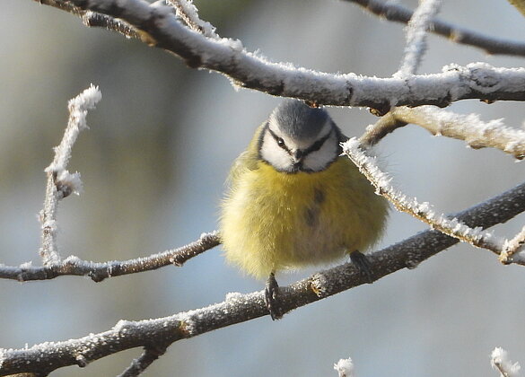 Hübsches Federbällchen unterwegs in der Kälte.