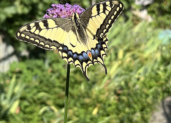 Schwalbenschwanz besucht unseren Garten
