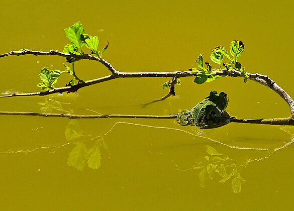 Ein wenig Schatten tut gut