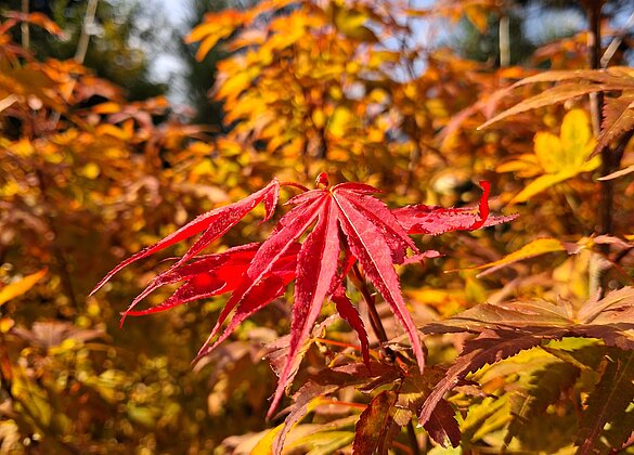Der Herbst in seinen schönsten Farben