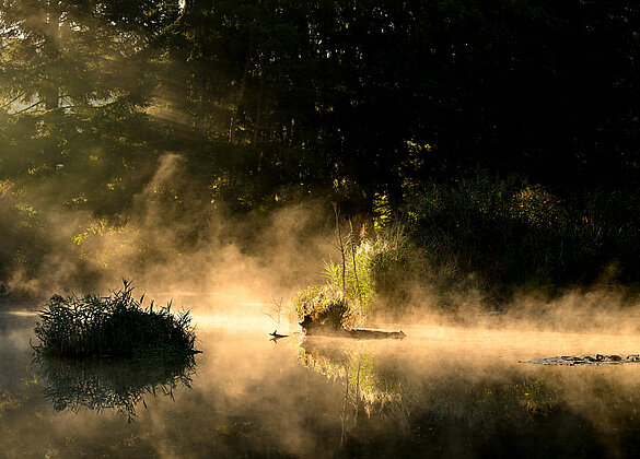 Dank dem  Morgennebel ergibt es eine zauberhafte Stimmung