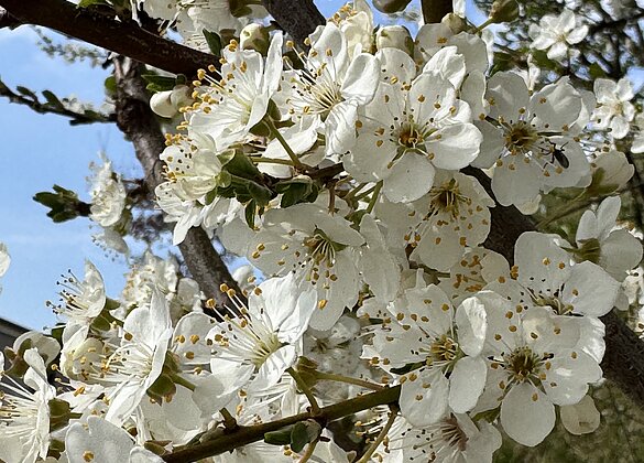 Tausende,herrlich duftende Schwarzdornblüten erfreuen uns