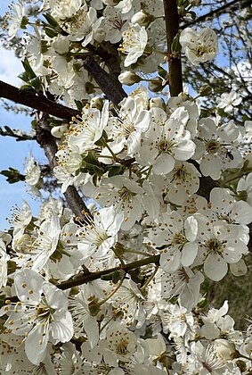 Tausende,herrlich duftende Schwarzdornblüten erfreuen uns