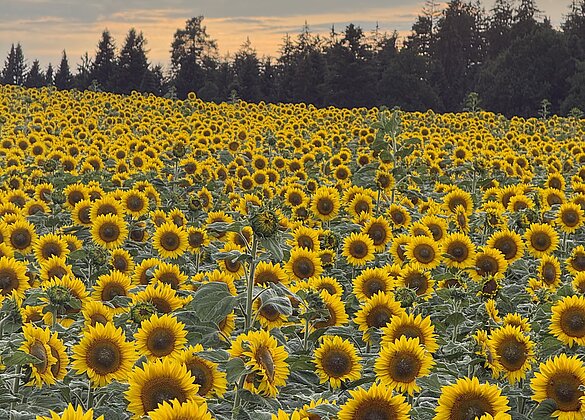 Sonnenblumenfeld