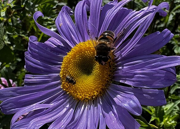 Herrliche Blumen erfreuen Mensch und Insekten