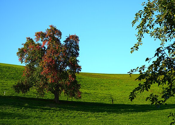 Bei den Birnbäumen zeigt sich der Herbst sichtlich spürbar