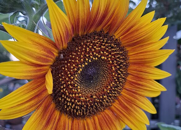 Sonnenblume in leuchtenden Farben