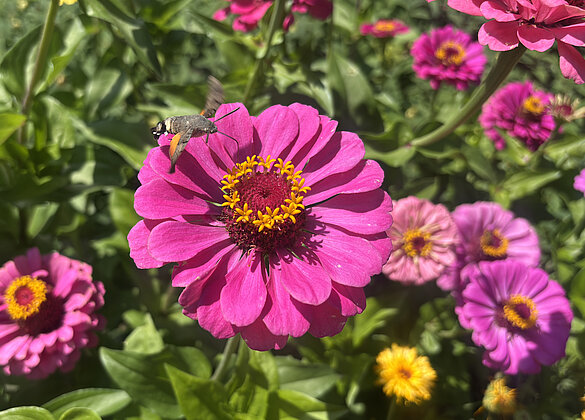 Das Taubenschwänzchen schwirrt von Zinia zur Zinia.