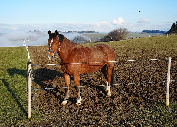 Sonniger Weidetag über dem Nebel ob Fischbach