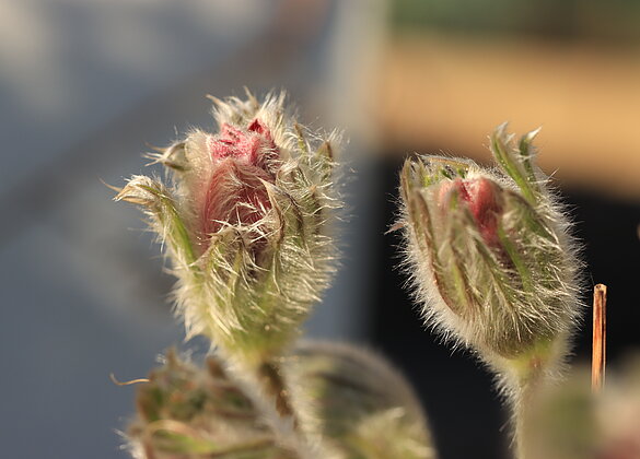 Die "haarige" Küchenschelle braucht noch etwas bis sie blüht