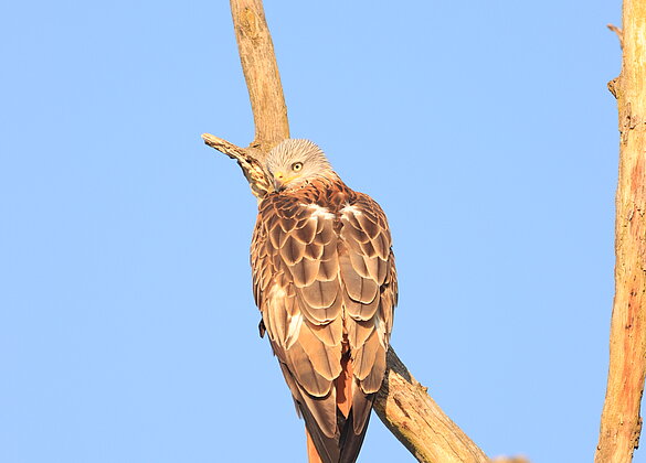 Der Falke hat mich im Blick