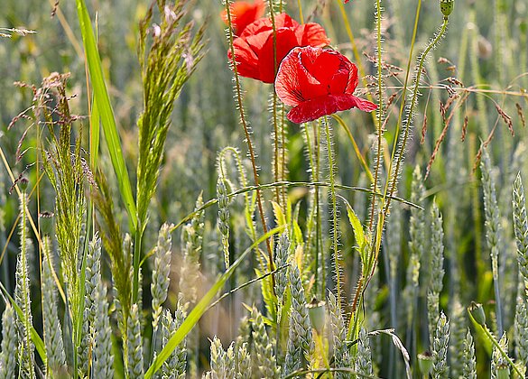 Das kräftige Leuchten der Mohnblume in den Getreidefeldern