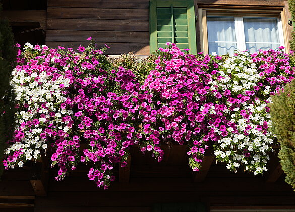 Welch eine Pracht auf diesem Balkon in Zell
