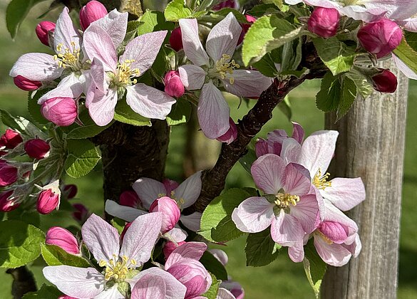 Traumhaft schöne Apfelblüten