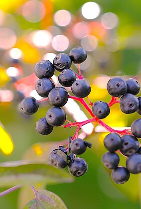 Früchte des Echten Hartriegels sind am Reifen