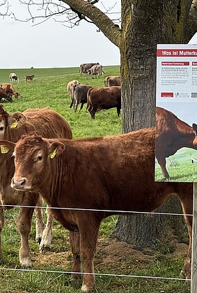 Idylle auf der Kuh-Kälbchenweide