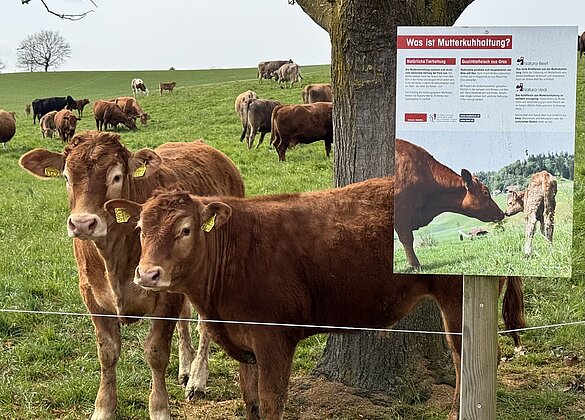 Idylle auf der Kuh-Kälbchenweide