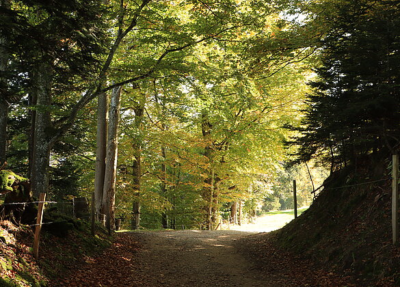 Auf der Ahornalp