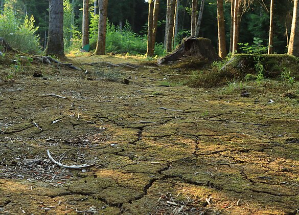 Der Waldboden hat Risse bekommen von der Hitze