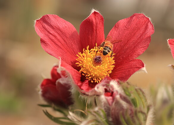 Die Küchenschelle blüht