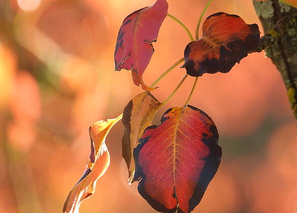 Farbenfrohe Herbstzeit.