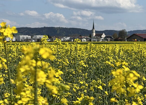 Kirche Schötz hinter dem Rapsfeld
