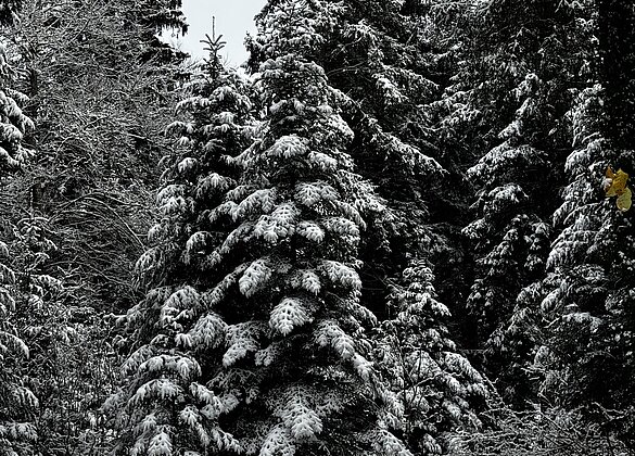 Ist denn schon Weihnachten..?