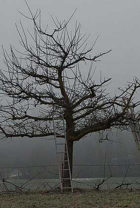 Winterzeit- Zeit der Baumpflege
