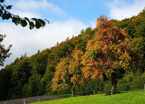 Leuchtende Farben im Luthertal